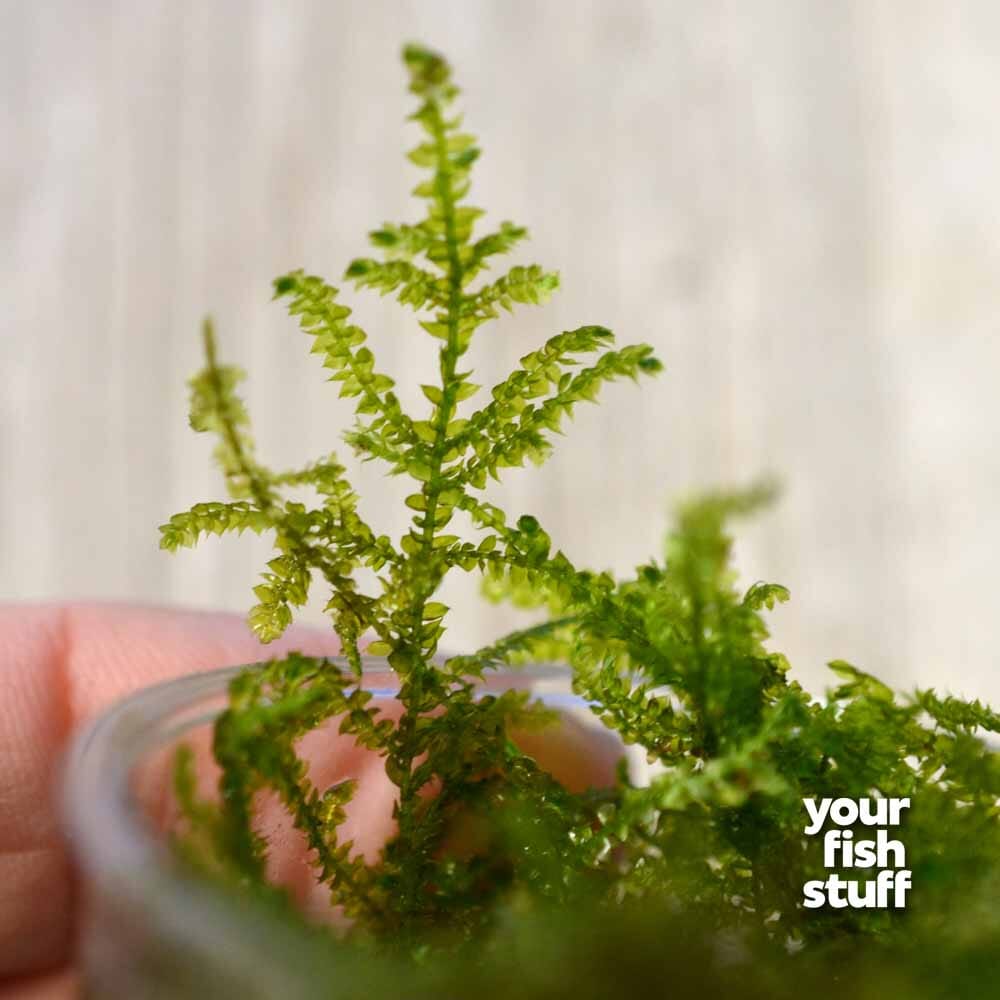 Christmas Moss Vesicularia 2 Cup Live Aquarium Plant Decoration 