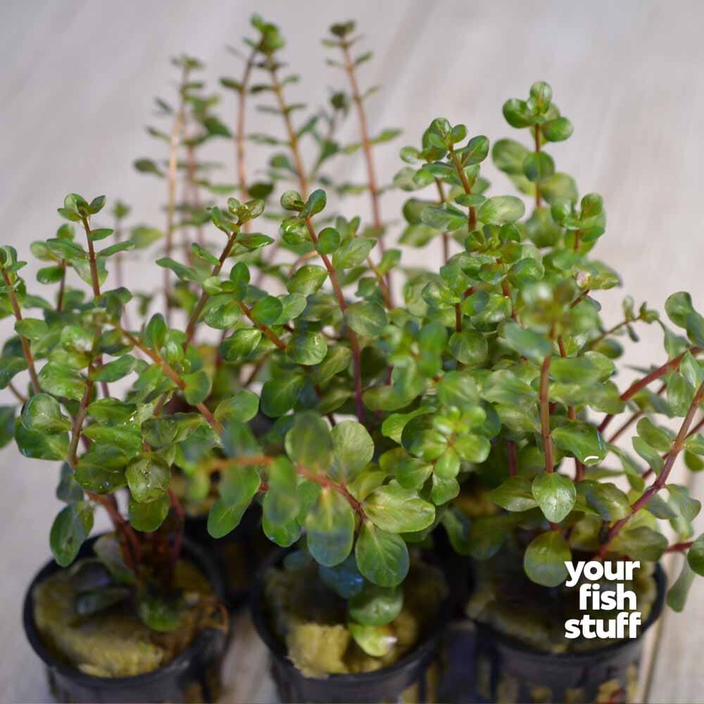 Vietnamese Rotala (Vietnam Hr'a) Bunch Live Aquarium Plants Buy2 Get1 Free, Size: 5-8 Inches, Green