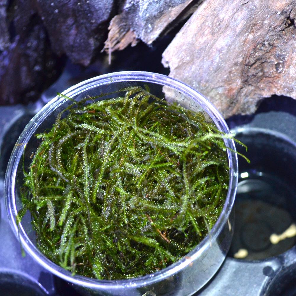 2 oz Cup of Java Moss, Live Aquarium Plants, Shrimp Betta Habitat Deco –  HIRO Aquatics