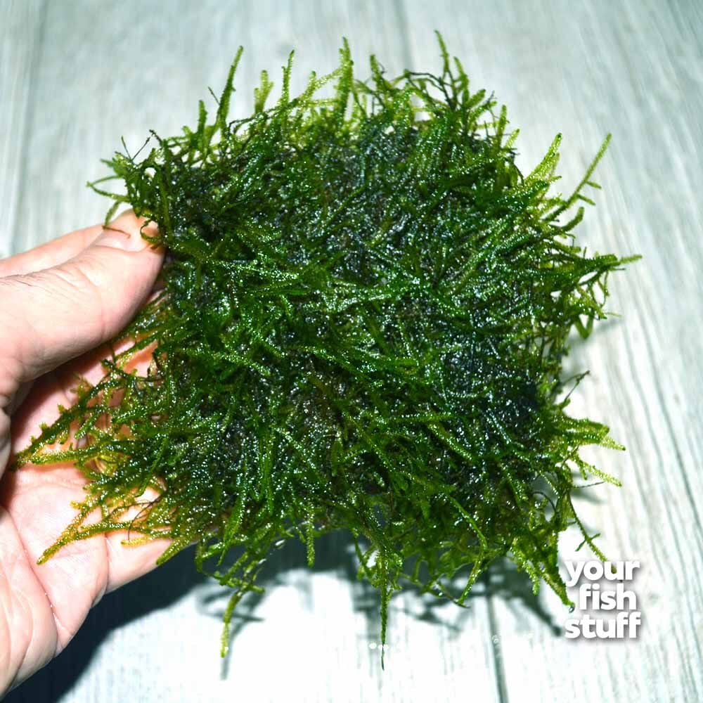Java Moss Portion in 4 Oz Cup and Java Moss Mat - Vietnam