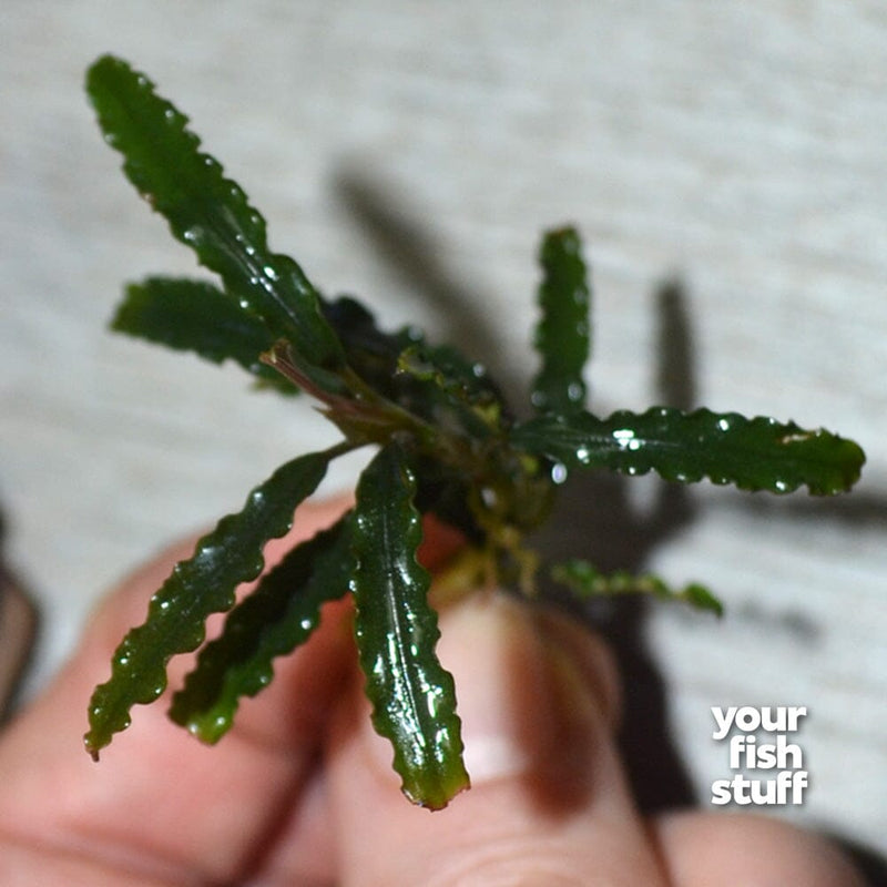 Bucephalandra catherine