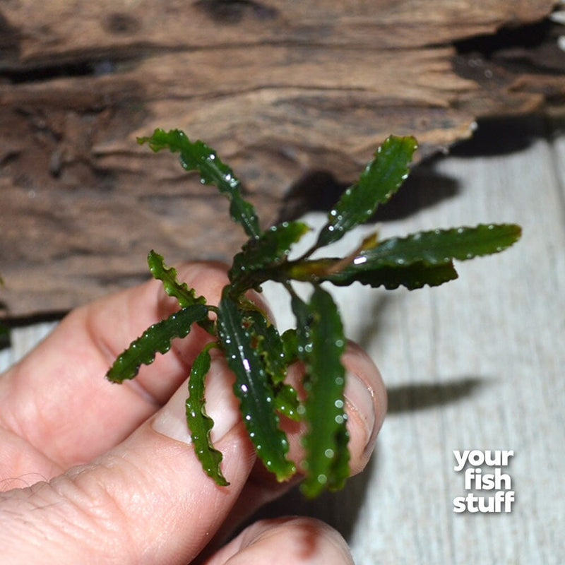 Bucephalandra  catherine