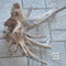 Driftwood Centerpiece TS001 WYSIWYG