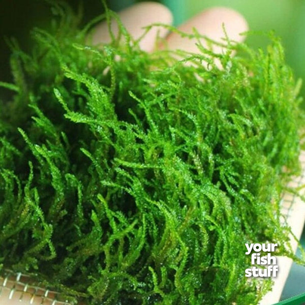 Taxiphyllum 'Flame' Moss Aquarium Plant