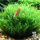 Taxiphyllum 'Flame' Moss Aquarium Plant