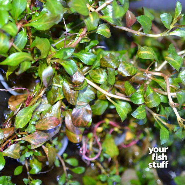 Ludwigia ovalis Live Aquarium Plant