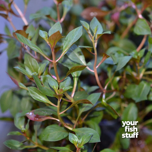 Ludwigia repens Dark Red, is a beautiful freshwater aquarium plant