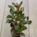 Ludwigia repens Dark Red