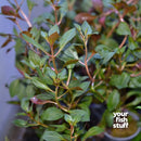 Ludwigia repens Dark Red