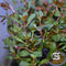 Ludwigia repens Dark Red