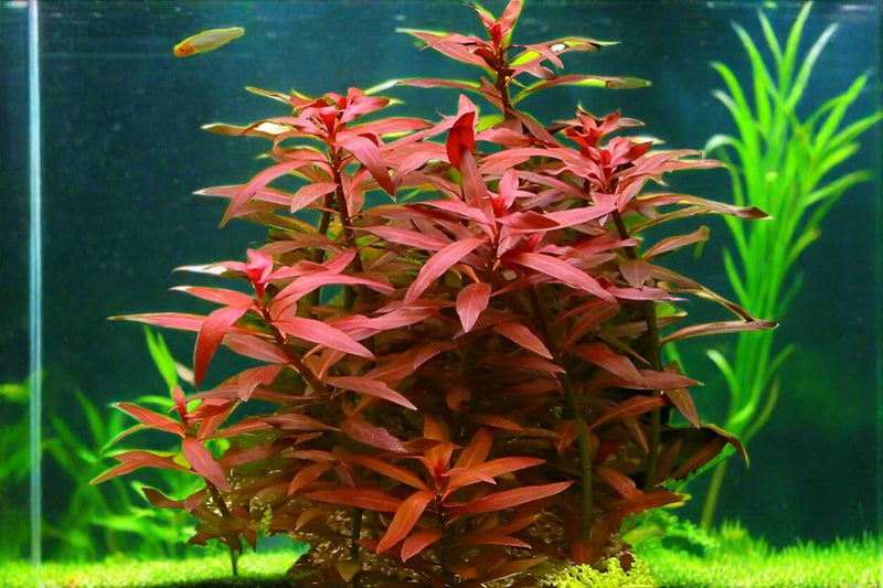 Ludwigia peruensis 'Diamond'