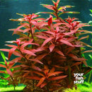 Ludwigia peruensis 'Diamond'