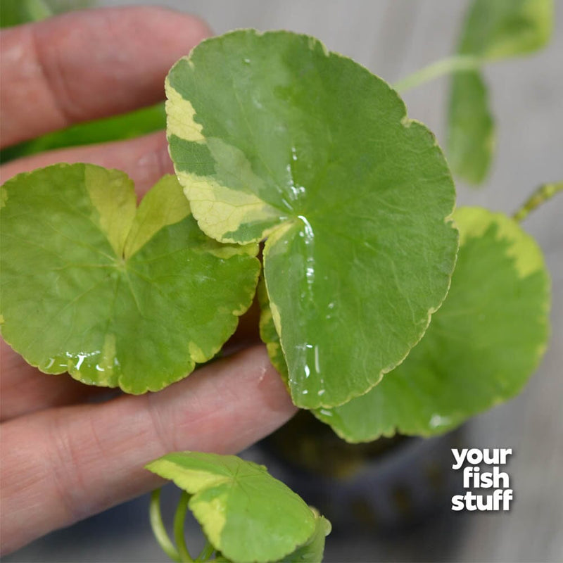 Hydrocotyle leucocephala 'Variegated'