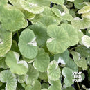 Hydrocotyle leucocephala 'Variegated'