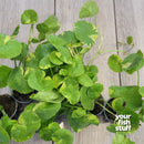 Brazilian Pennywort - Hydrocotyle leucocephala 'Variegated'