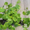 Brazilian Pennywort - Hydrocotyle leucocephala 'Variegated'