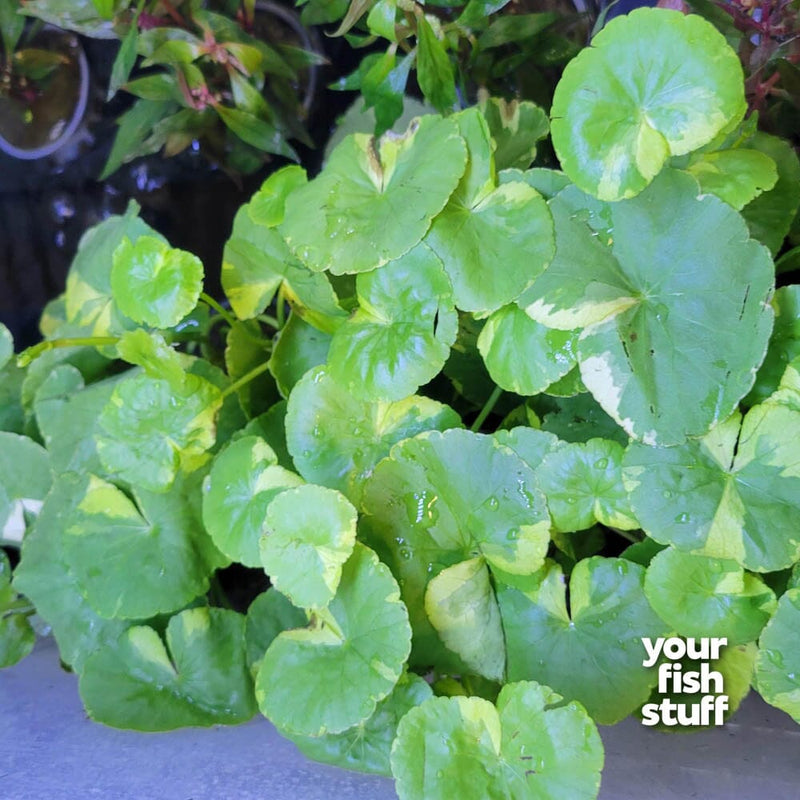 Brazilian Pennywort - Hydrocotyle leucocephala 'Variegated'