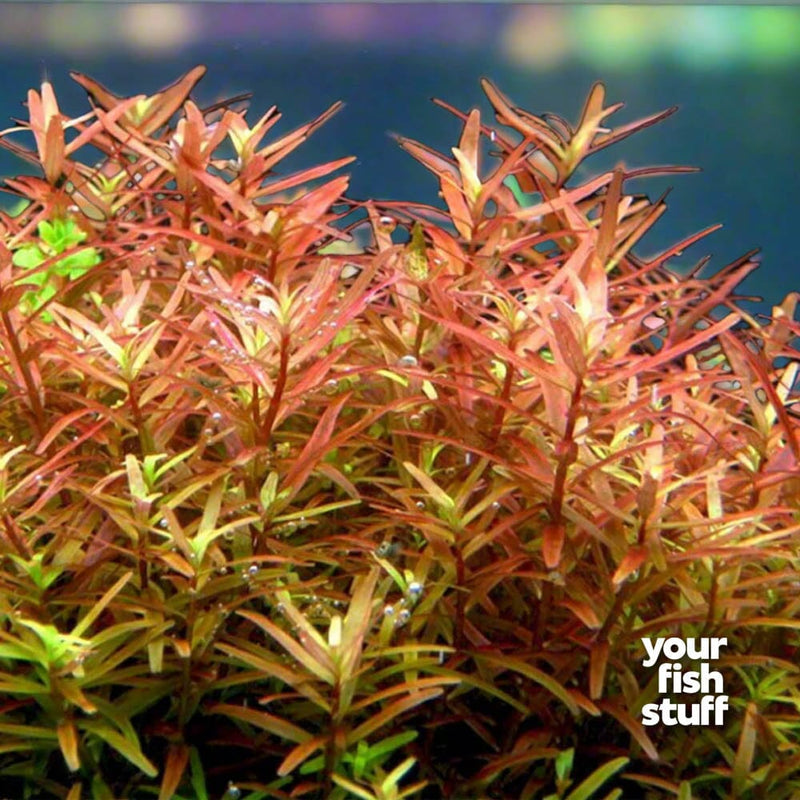 Rotala Vietnam H'ra