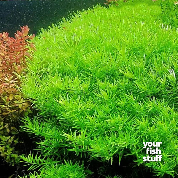 Rotala 'Green'