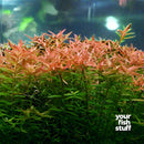 Rotala indica (rotundifolia) Red