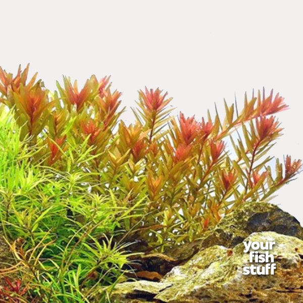 Rotala Orange Juice