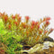 Rotala Orange Juice