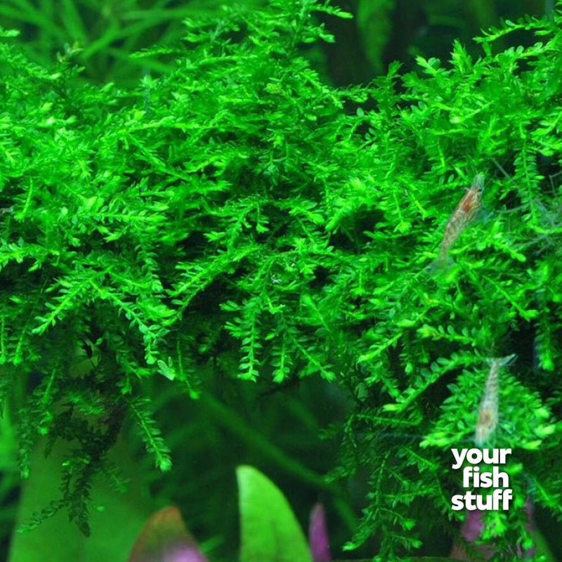 Vesicularia ferrieri, Weeping Moss Aquarium Plant