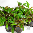 Cryptocoryne wendtii affinis red