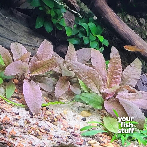 Cryptocoryne flamingo