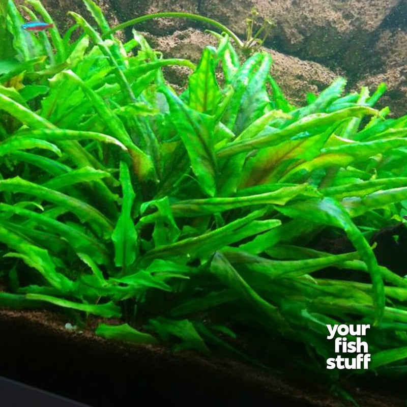 Cryptocoryne wendtii green