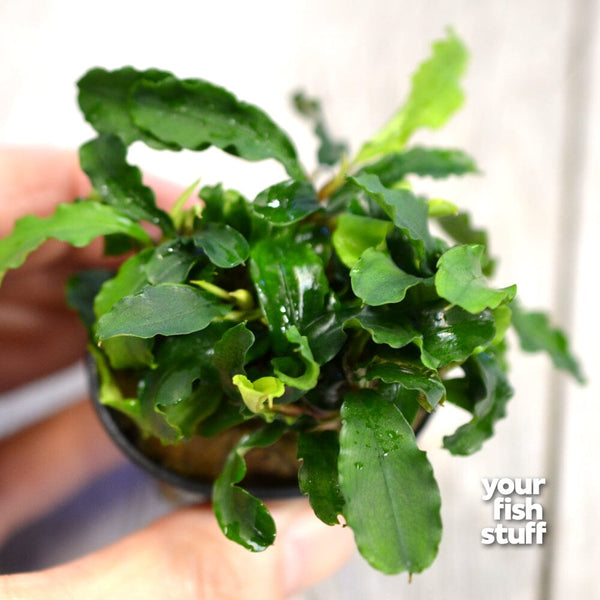 Bucephalandra&nbsp;Green Wavy i