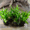 Microsorum pteropus Java Fern 'Narrow Mini'