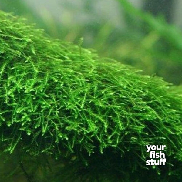 Vesicularia Dubyana Java Moss Cup