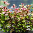 Ludwigia repens, or Water Primrose