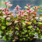 Ludwigia repens, or Water Primrose