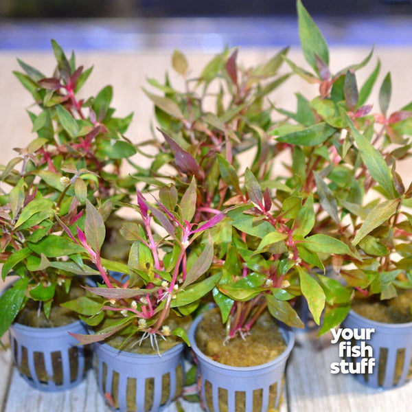 Alternanthera reineckii (Scarlet Temple