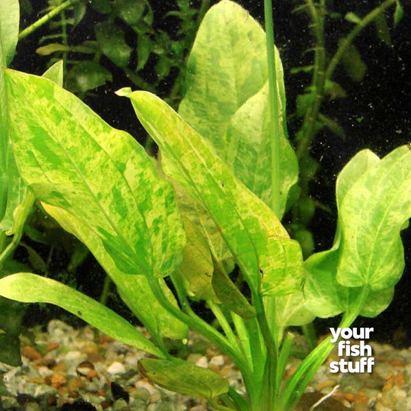 Echinodorus Radicans Marble Queen