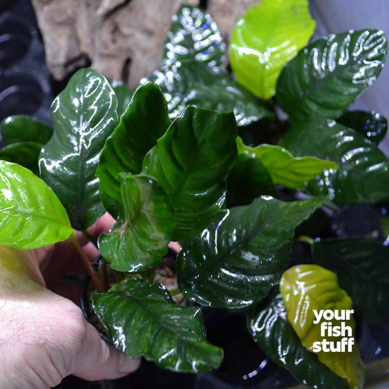 Anubias coffeefolia Live Aquarium Plants