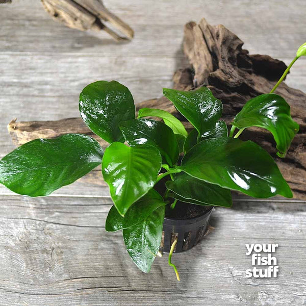 Anubias aquarium outlet plant