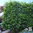 Riccardia chamedryfolia Coral Moss