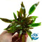 Cryptocoryne affinis red Live Aquarium Plant