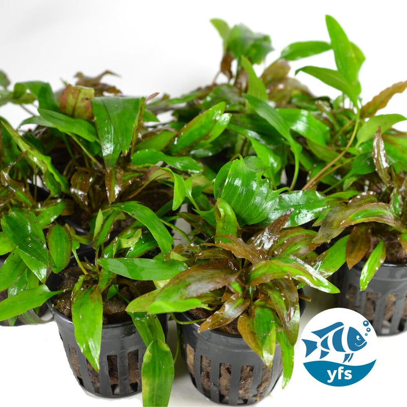 Cryptocoryne affinis red Live Aquarium Plant