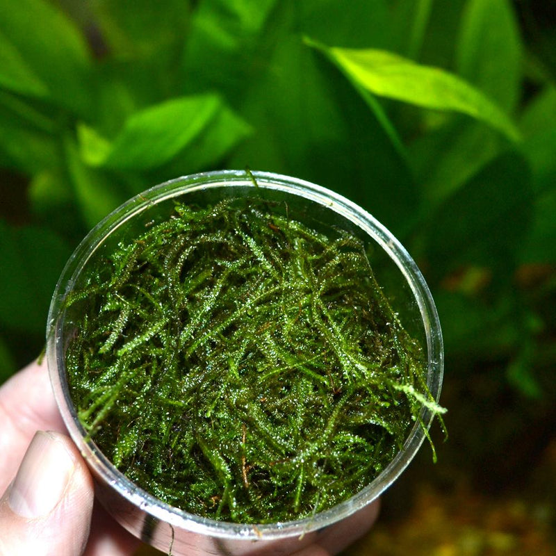 Java Moss (Vesicularia Dubyana) 4oz Portion Cup (by volume-not weight) -  Aquarium Plants